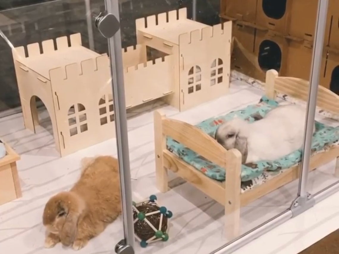 Wooden House for Small Critters